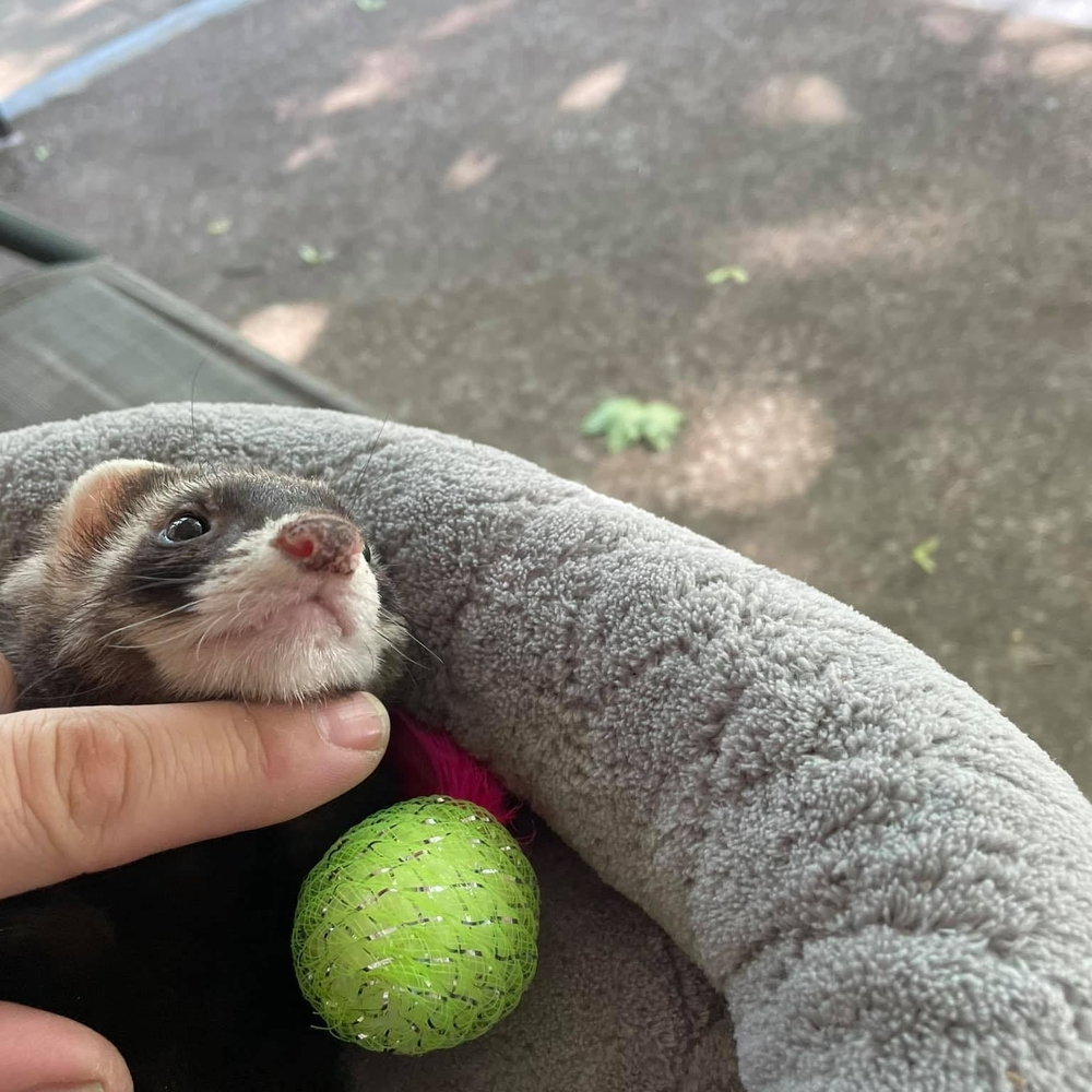 Meet your Posher, David